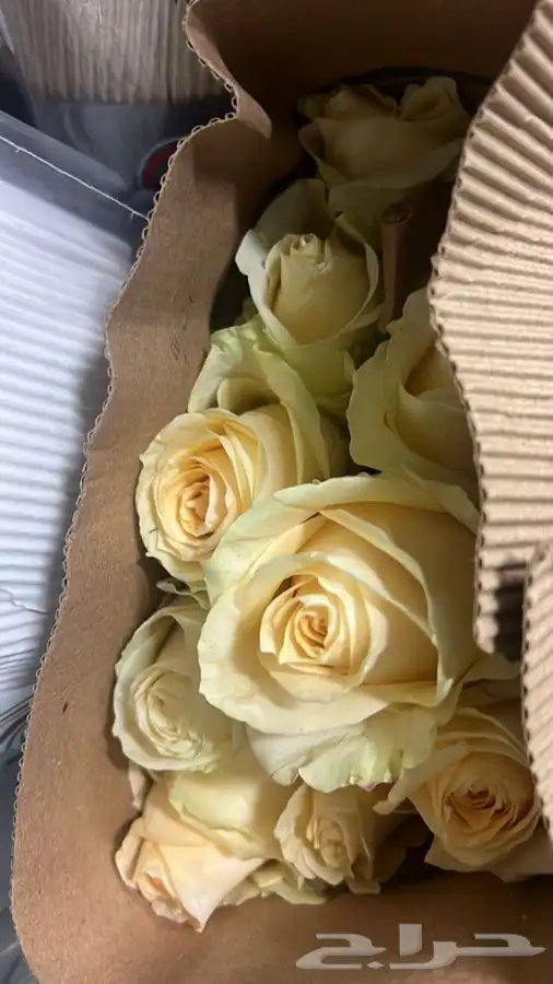 ورد جمله الشرقية 10