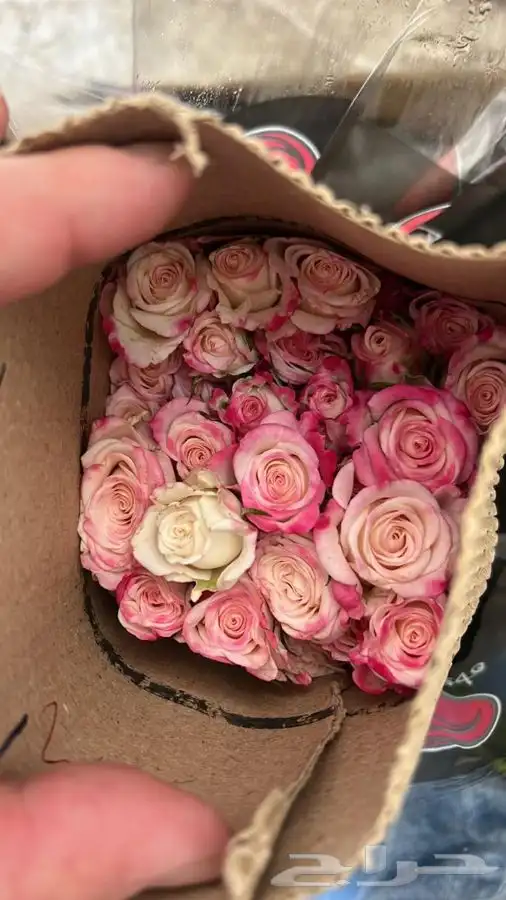 ورد جمله الشرقية 3