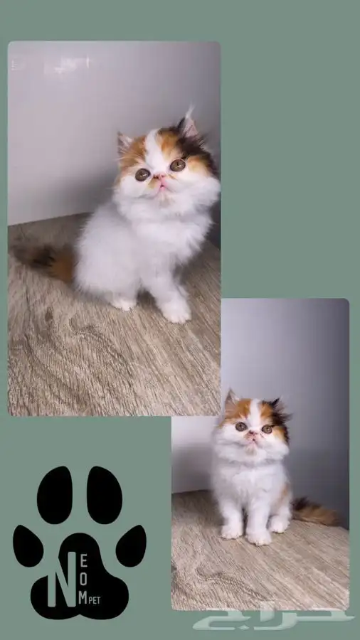 قطط صغيره كيتن بيكي فيس شيرازي سكوتش فولد هملايا بسه قطه قط 10