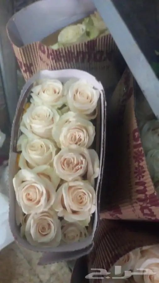 ورد جمله الشرقية 4