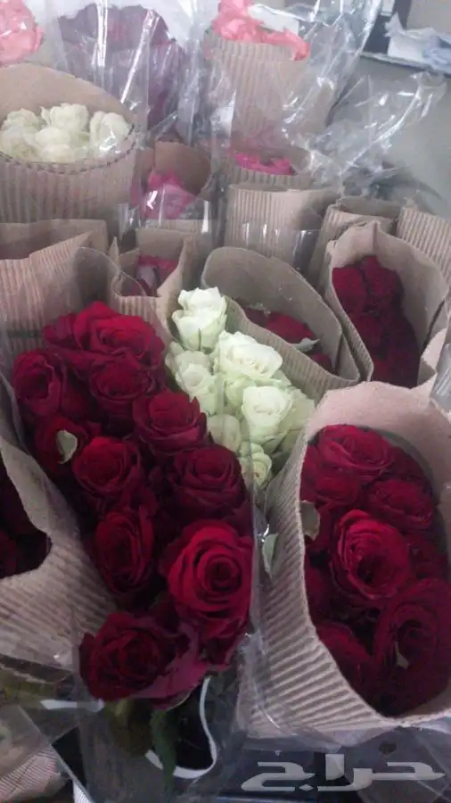 ورد جمله الشرقية 5