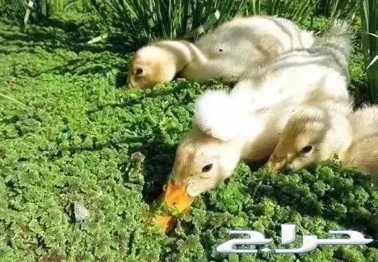 ازولا علف للدواجن والأغنام والطيور شبه مجاني 1
