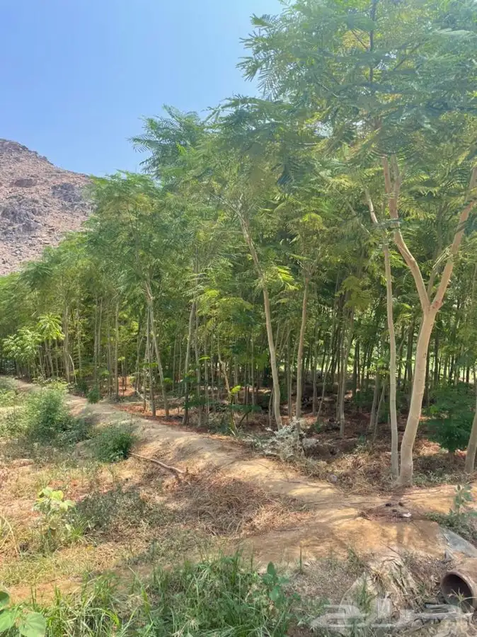 مشتل لبيع الشتلات والأشجار جده 2