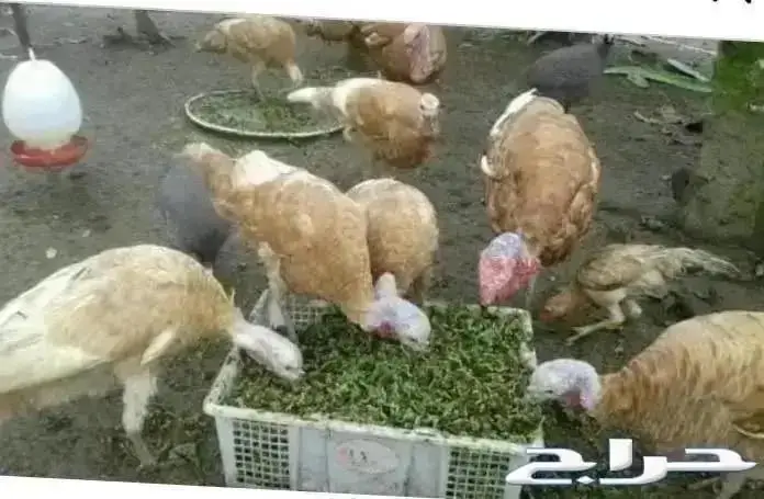 ازولا علف للدواجن والأغنام والطيور شبه مجاني 2
