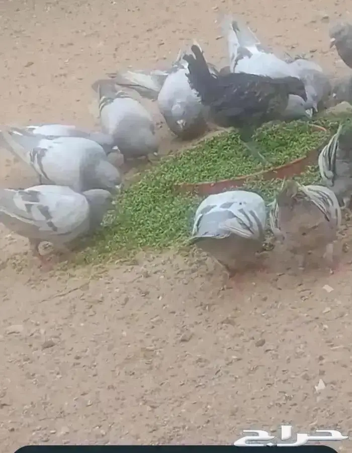 ازولا علف للدواجن والأغنام والطيور شبه مجاني 4