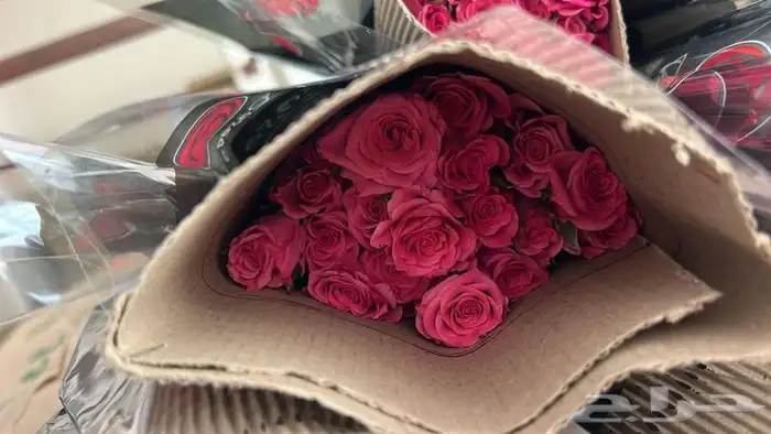 ورد جمله الشرقية 2