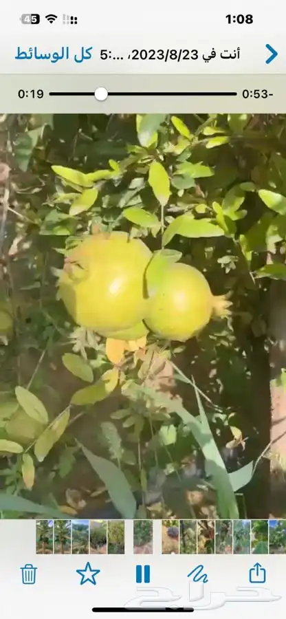 شتلات اشجار مثمرة وعطريات 1