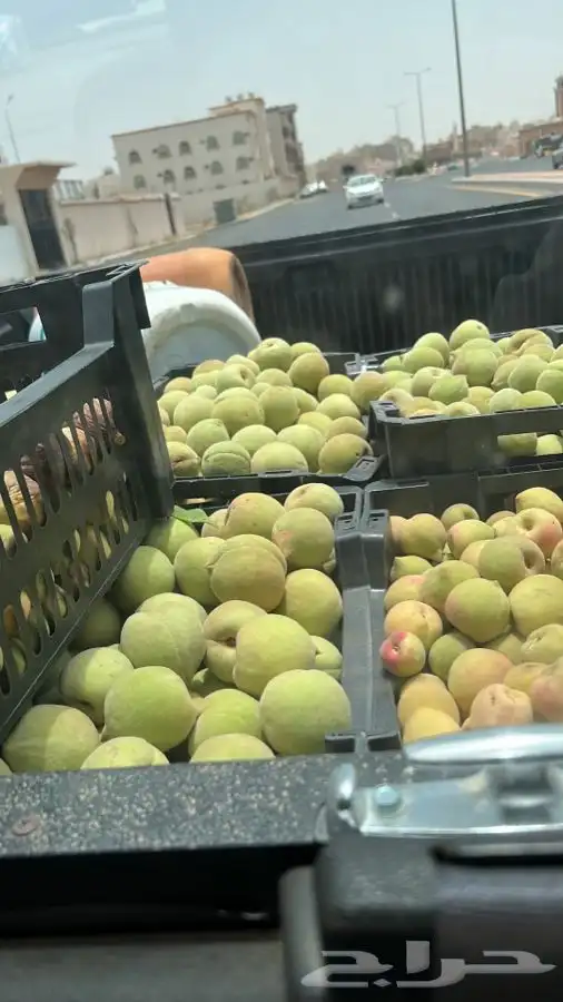 شتلات اشجار مثمرة وعطريات 7