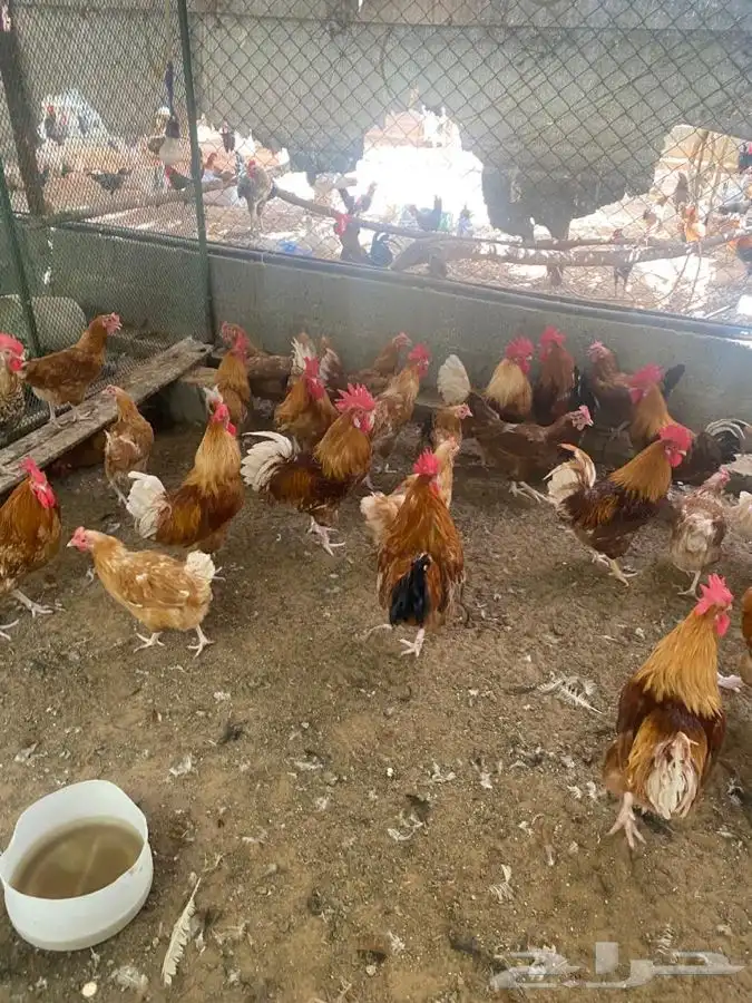 للبيع بيض دجاج تركي 1
