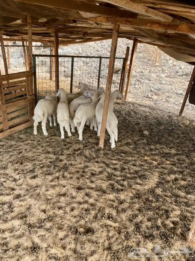 الشميسي طريق الخواجات قبل حوش الجابري يسار 2