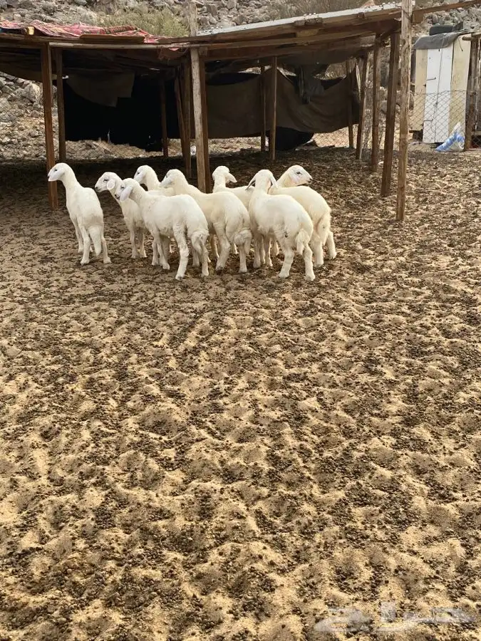 الشميسي طريق الخواجات قبل حوش الجابري يسار 0