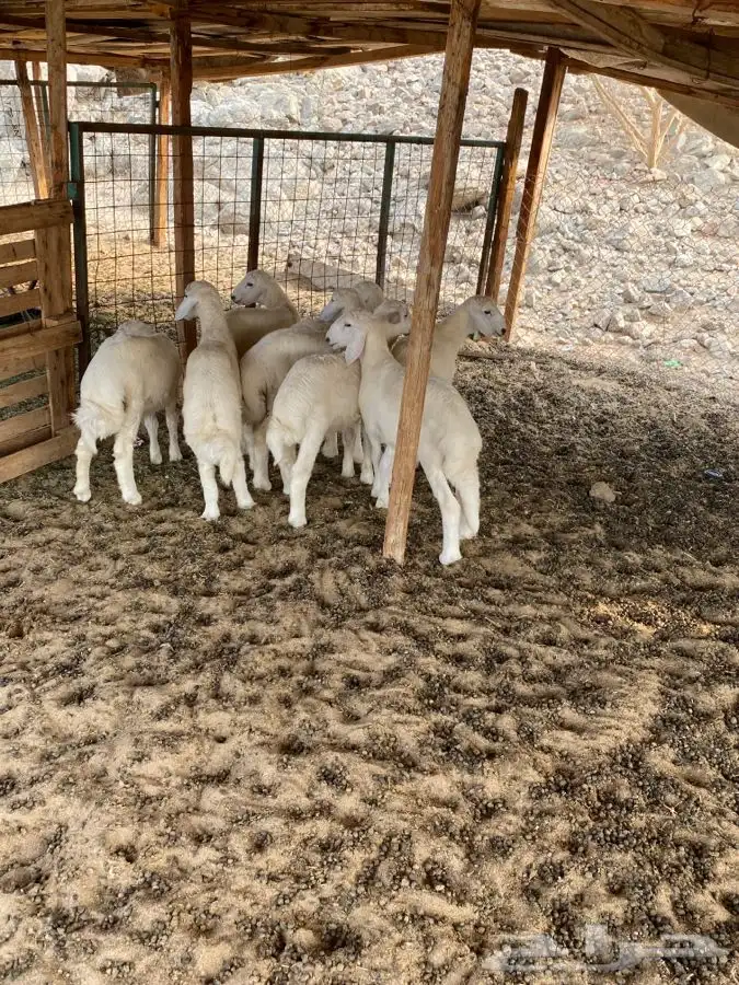 الشميسي طريق الخواجات قبل حوش الجابري يسار 1