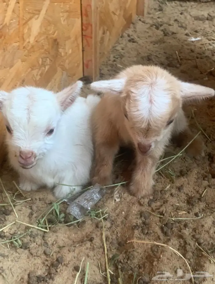 الماعز القزم بديل القطط صديق الطفل ماعز 11