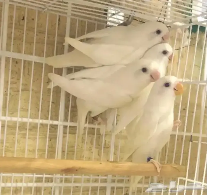 جوز روز البينو منتج ( تم البيع ) 4