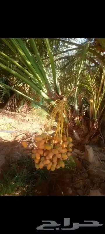 نخل خلاص مثمر 2