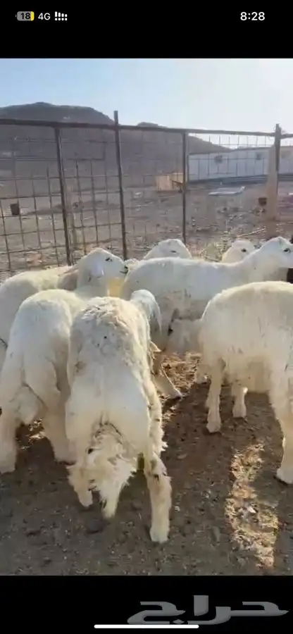 ذبايح ابو فخر يوجد سلخ وتوصيل وتقييم العملاء ورضاهم 39