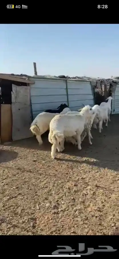 ذبايح ابو فخر يوجد سلخ وتوصيل وتقييم العملاء ورضاهم 41