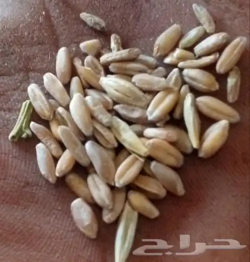 بر  قياض   بوني  من بلسمر وشعير مخشر بلدي 2