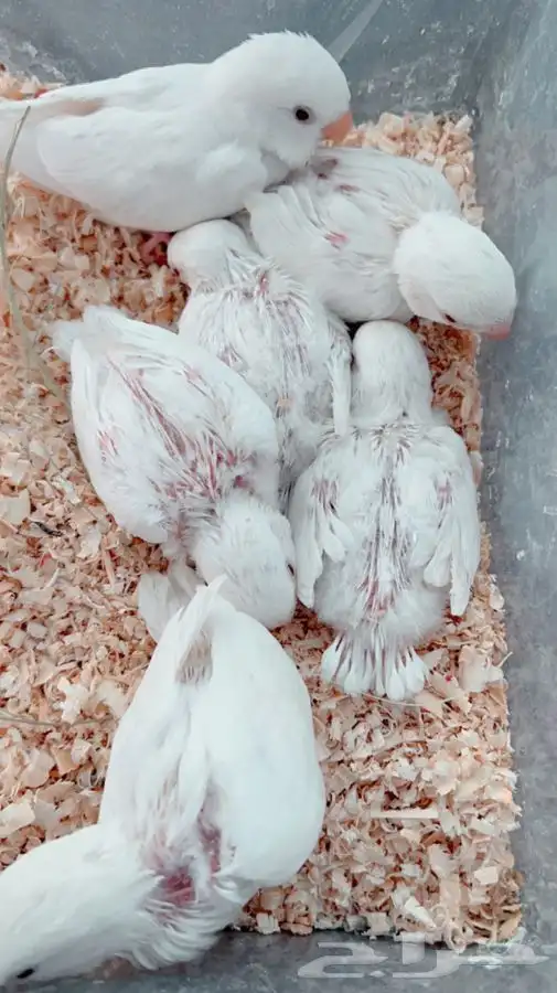 فروخ روز البينو غر 5
