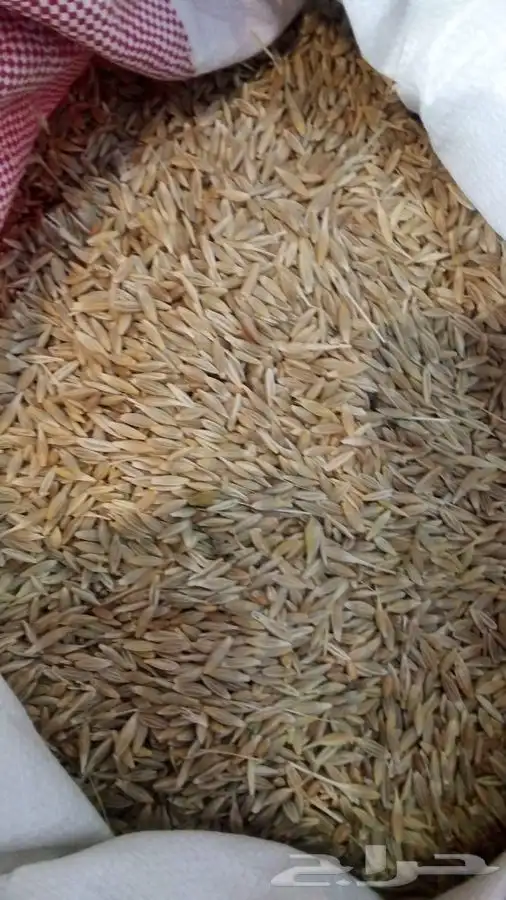 بر  قياض   بوني  من بلسمر وشعير مخشر بلدي 4