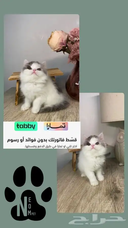 قطط اقساط كيتن قطه بسه سكوتش هملايا شيرازي انثى ذكر هاف بيكي 1