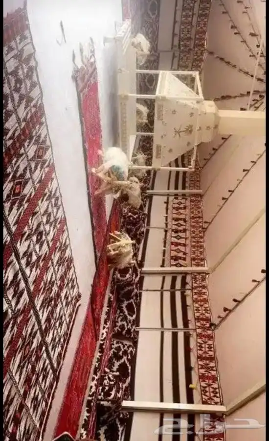 خيام بيوت شعر خيمة صباحية بيت شعر 16