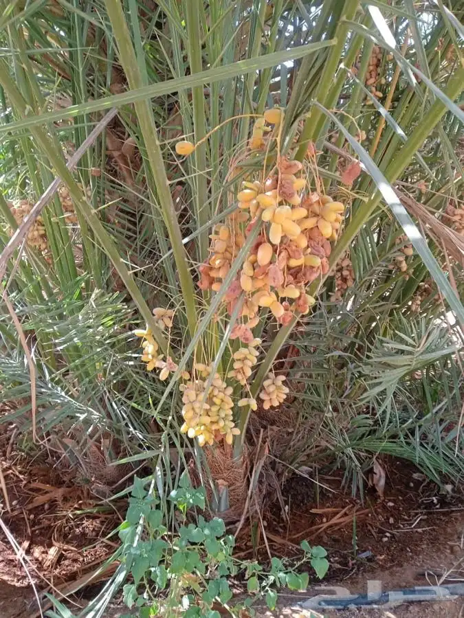 نخل خلاص مثمر 4