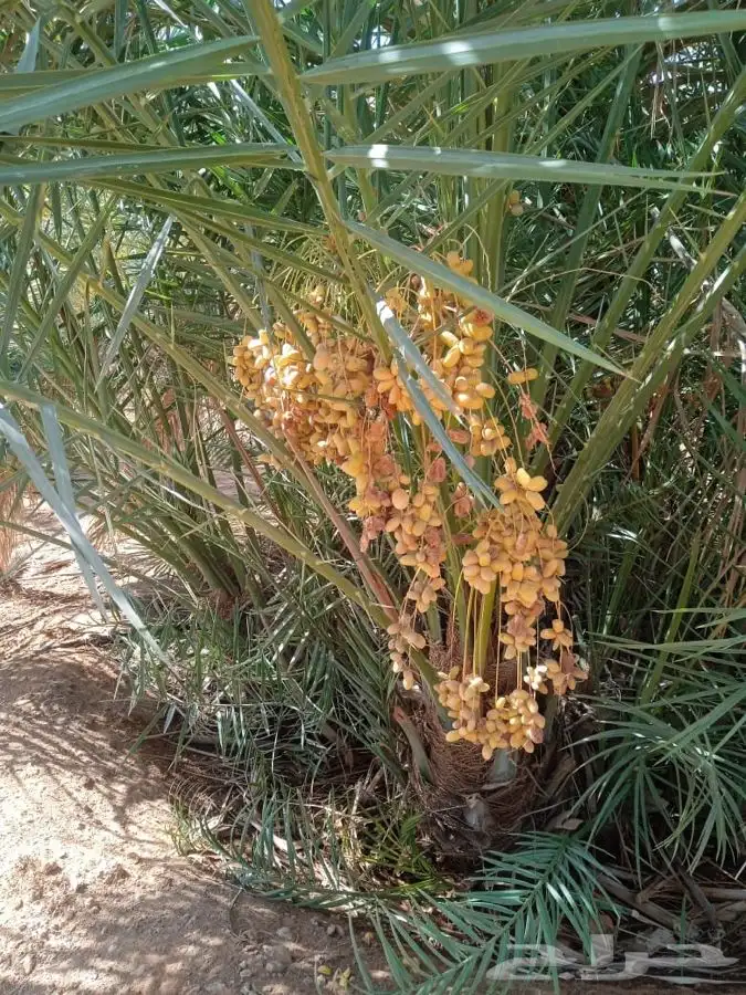 نخل خلاص مثمر 3