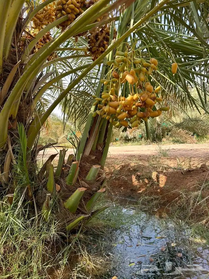 صقعي القصيم 0
