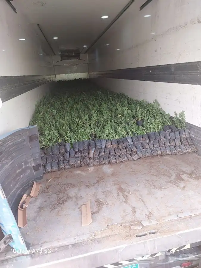 اشجار سدر بلدي احجام صغيره للكميات 1