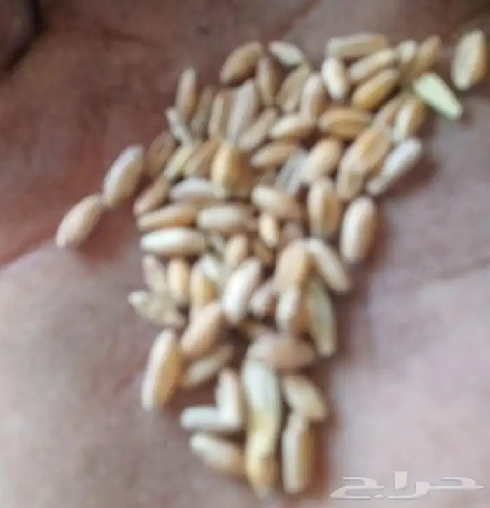 بر  قياض   بوني  من بلسمر وشعير مخشر بلدي 1