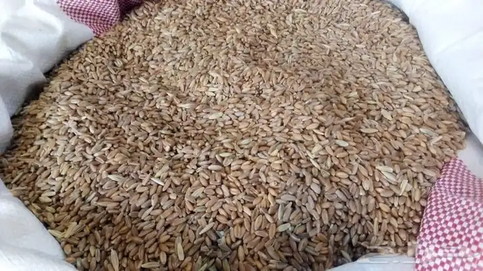 بر  قياض   بوني  من بلسمر وشعير مخشر بلدي 3