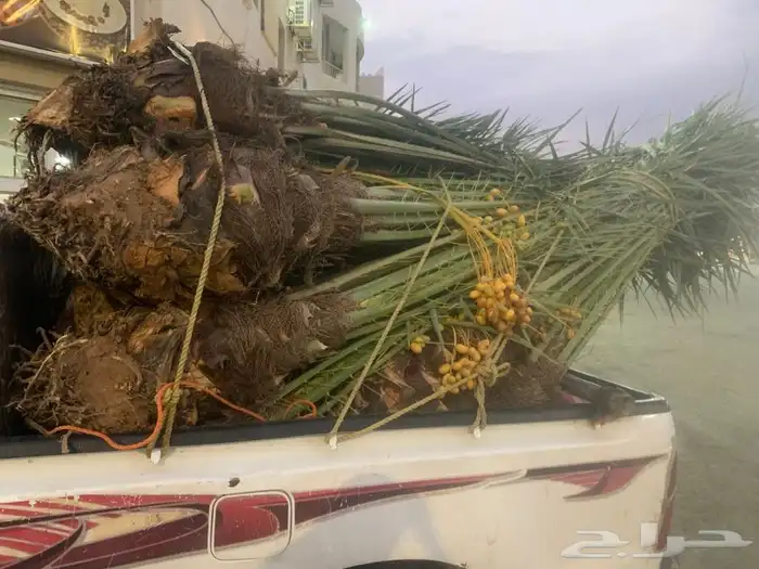 نخل خلاص مثمر 0