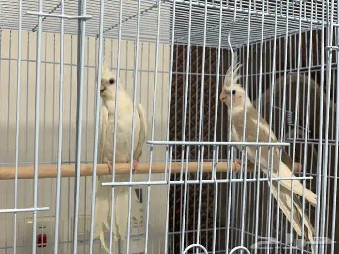 زوج كروان مميز 2