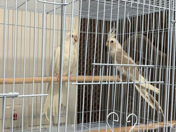 زوج كروان مميز 3