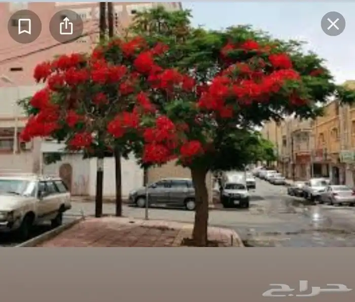 اشجار الزينه والمثمره باسعار الجمله. 7