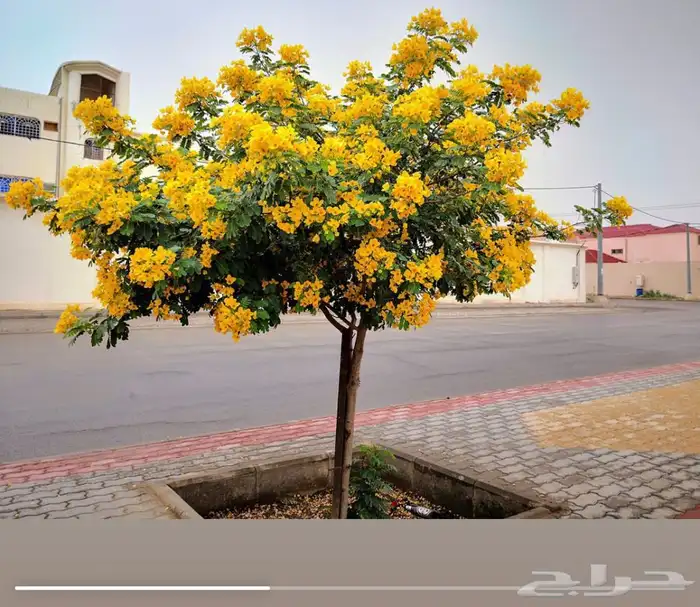 اشجار الزينه والمثمره باسعار الجمله. 6