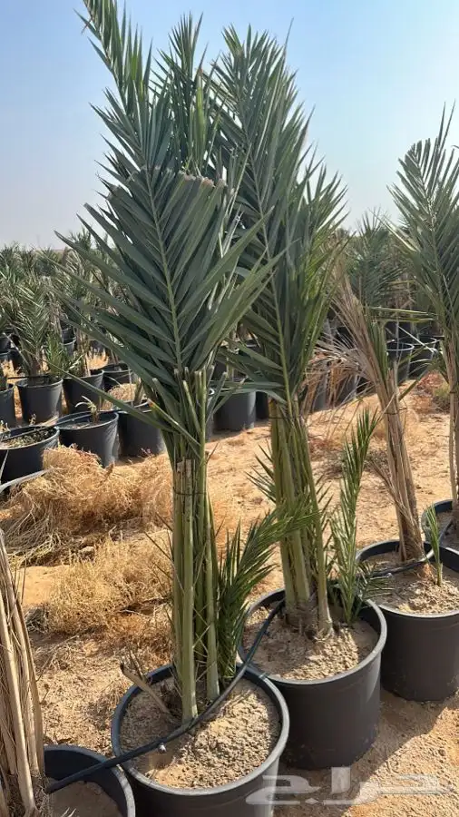 فروخ نخيل مثمره 3