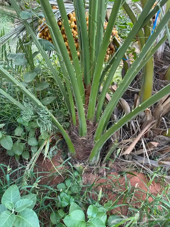 فروخ نخيل مثمره 1