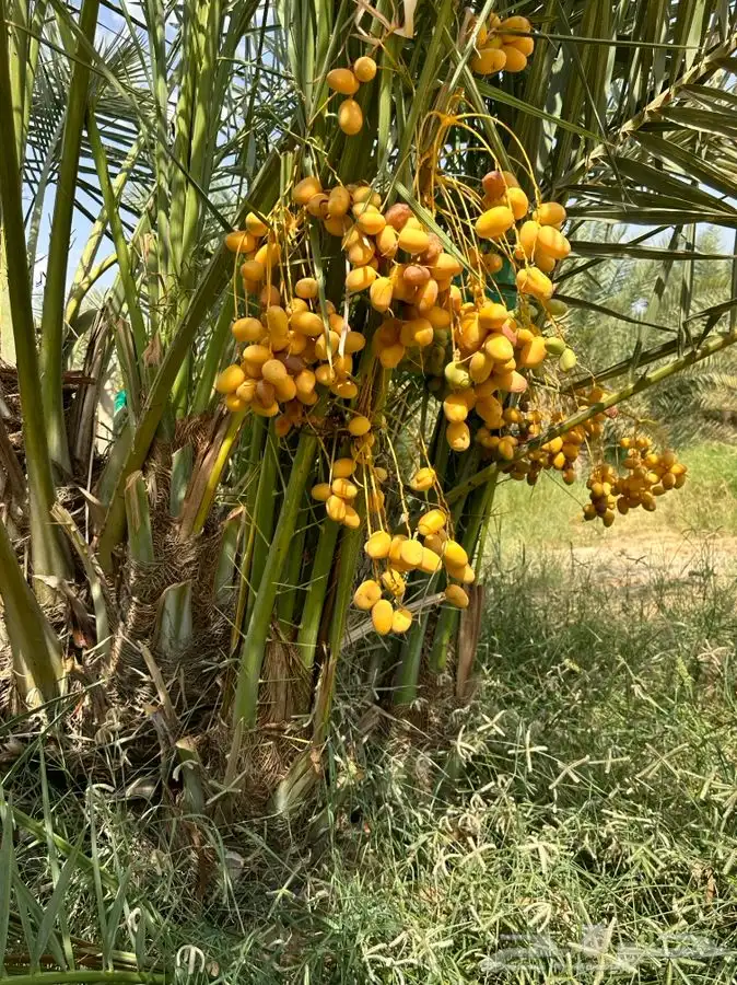 فروخ نخيل مثمره 8