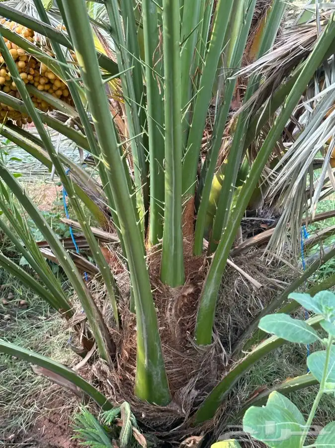 فروخ نخيل مثمره 0