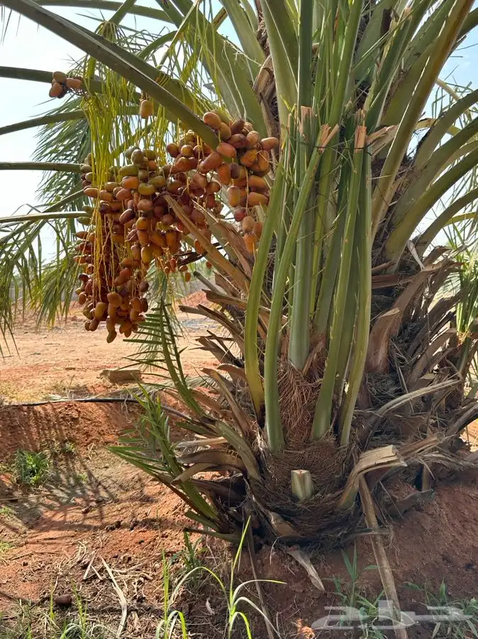 فروخ نخيل مثمره 5