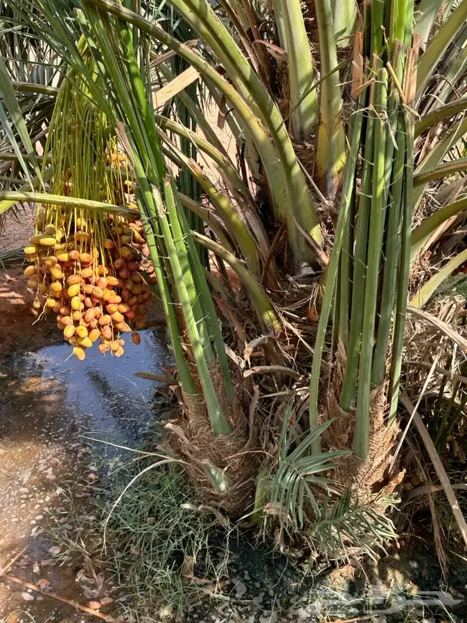 فروخ نخيل مثمره 6