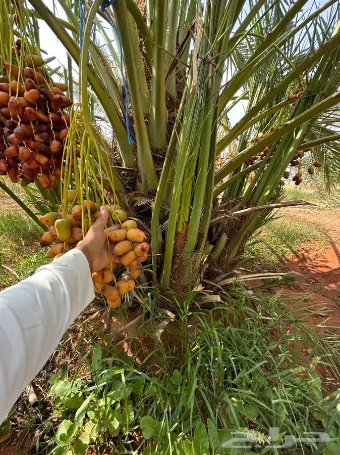 فروخ نخيل مثمره 4