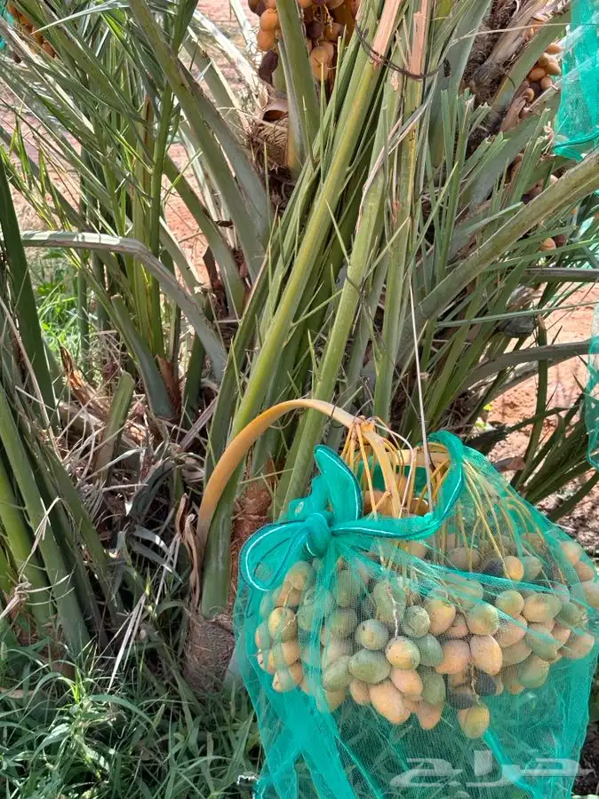 فروخ نخيل مثمره 10