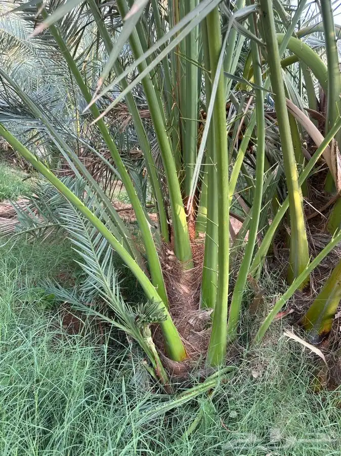 فروخ نخيل مثمره 2