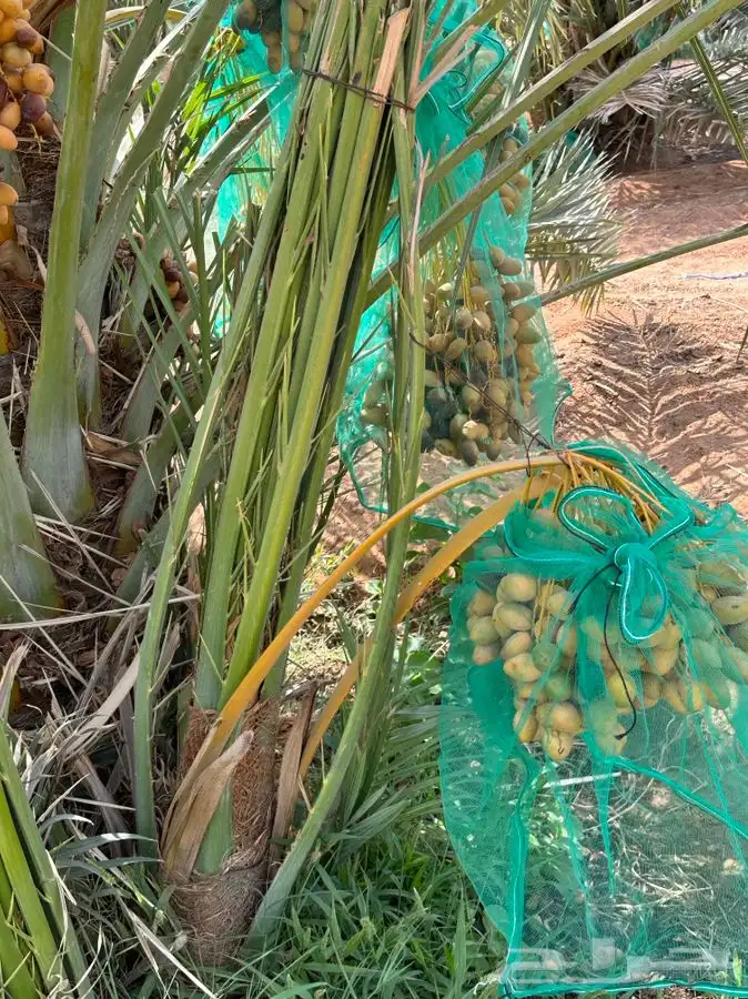 فروخ نخيل مثمره 9