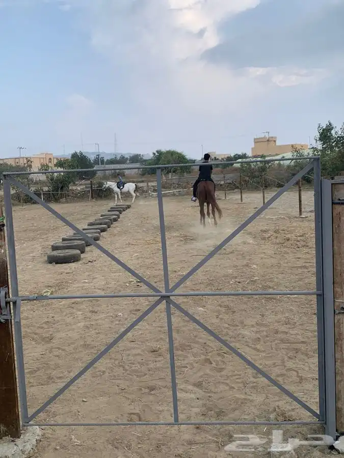 تدريب على ركوب الخيل. 17