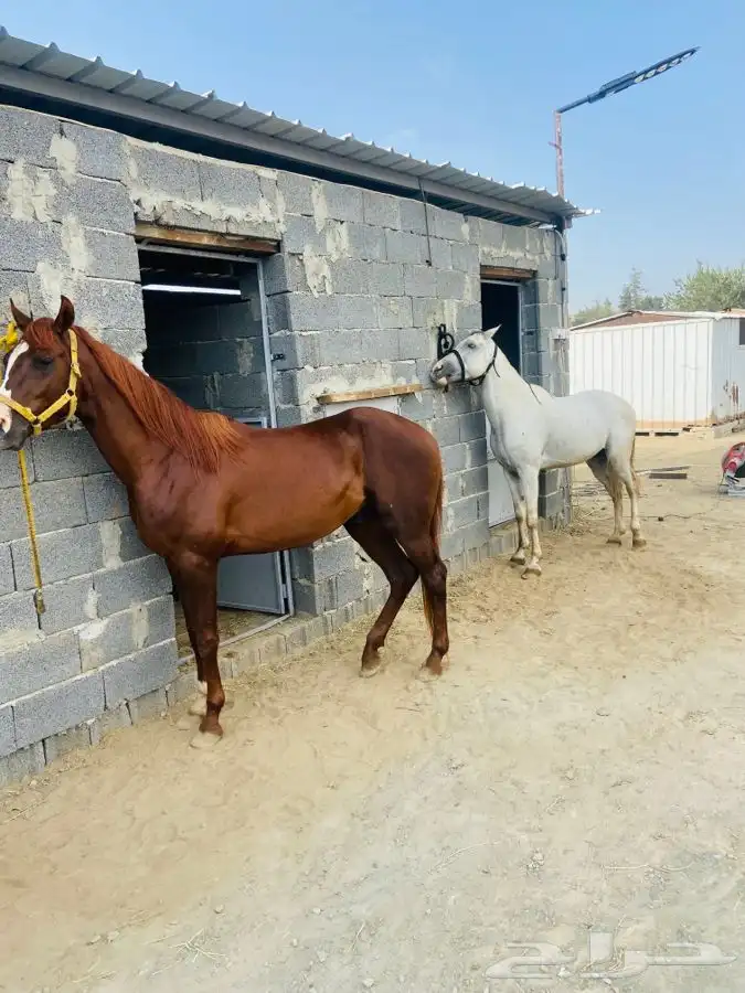 تدريب على ركوب الخيل. 4