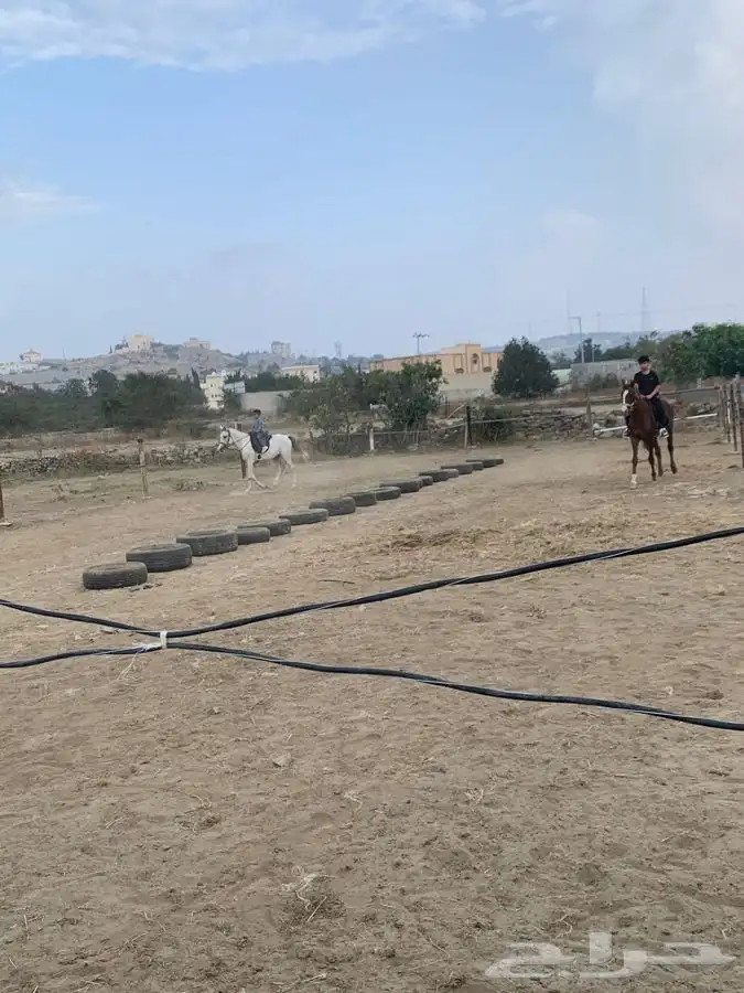 تدريب على ركوب الخيل. 14